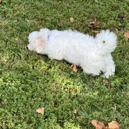 Coton de Tulear Puppies from Smoky Mountains Cotons