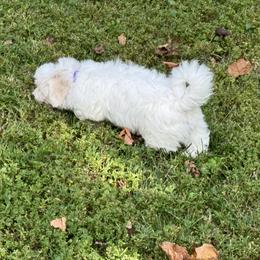 Coton de Tulear Puppies from Smoky Mountains Cotons