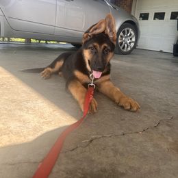 German Shepherd Puppies from Segen Von Gott German Shepherd’s