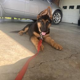 German Shepherd Puppies from Segen Von Gott German Shepherd’s