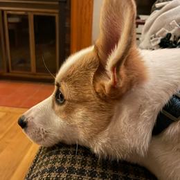 Pembroke Welsh Corgi puppies from East Coast Corgis