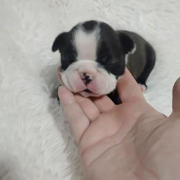 Chop Stick - Black brindle and white male Boston Terrier puppy in Catawba, North Carolina from Lil Wiggles Boston Terriers