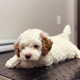 Bernedoodle, Goldendoodle, and Poodle Puppies from 4goldendoodles