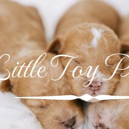 Maltipoos and Poodles from Little Toy Poodles