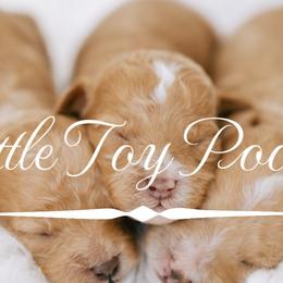 Maltipoos and Poodles from Little Toy Poodles