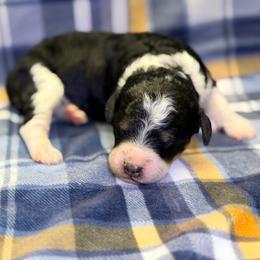Girl2 - Phantom female Poodle puppy in Liberty, Texas from Poodles and Doodles Most Excellent Adventures