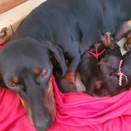 Dachshund puppies from Goodwood Standard European Hunting Dachshunds