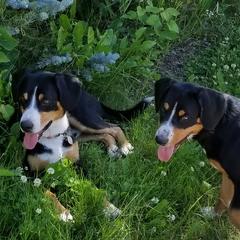 Entlebucher Mountain Dogs from Bar TT Ranch Entlebuchers