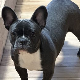 Penny - French Bulldog