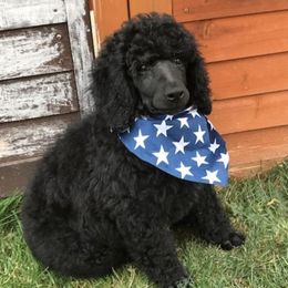 Poodles from PHC N PNW Standard Poodles