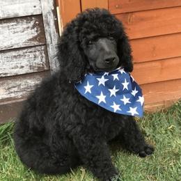Poodles from PHC N PNW Standard Poodles
