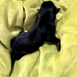 Etta - Black and mahogany female Rottweiler puppy in Denver, Colorado from DR