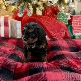 Girl 1 - Tri-color female Cavapoo puppy in Nampa,, Idaho from Clig Doodle Days