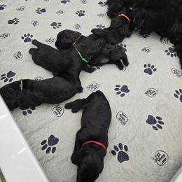 Female 1 - Black female Giant Schnauzer puppy in Salisbury, Maryland from Work of Art Giant Schnauzers