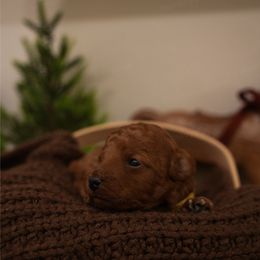 Cookie - Red  female Poodle puppy in Sacramento, California from bemi_toys