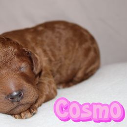Cosmo - Red  female Poodle puppy in Sheridan, California from Renegade Standard Poodles
