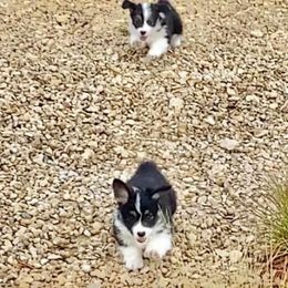 Pembroke Welsh Corgi Puppies from Campbell Ranch Corgis