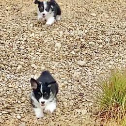 Pembroke Welsh Corgi Puppies from Campbell Ranch Corgis