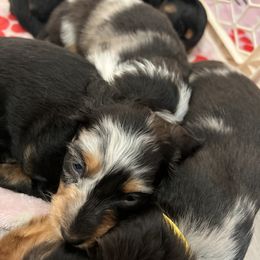 Dachshund Puppies from Royalty Grove Dachshunds