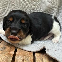 Memphis - Piebald male Dachshund puppy in Dobson, North Carolina from Oakleys Dachshund Haven