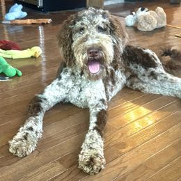 Gabby - Goldendoodle