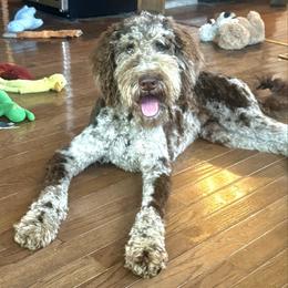 Gabby - Goldendoodle