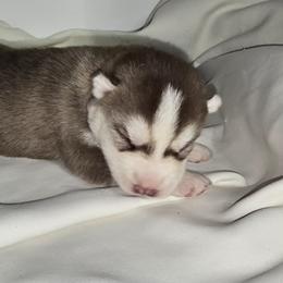 Fire cracker - Red and white male Siberian Husky puppy in Kansas City, Missouri from Anuun's Huskies