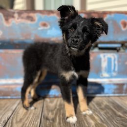 Girl 3 - Miniature Australian Shepherd puppy from Flying H Mini Aussies