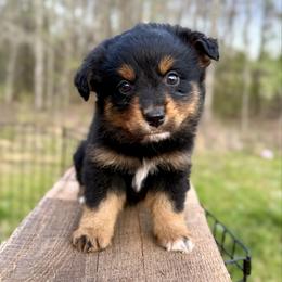 Sunny - Black tri female Miniature Australian Shepherd puppy in Michie, Tennessee from Acton Aussies