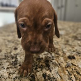 Shih Tzu and Vizsla Puppies from Kevin Hastings