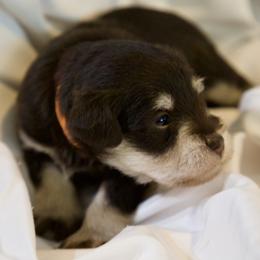 Ms. Tangerine - Liver female Miniature Schnauzer puppy in Pensacola, Florida from Reservoir Dogs