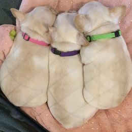 French Bulldog, Goldendoodle, and Golden Retriever Puppies from Crystal Coast Kennels, LLC