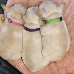 French Bulldog, Goldendoodle, and Golden Retriever Puppies from Crystal Coast Kennels, LLC