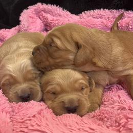 Sierra - Golden female Golden Retriever puppy in Blackfoot, Idaho from Ivy’s Goldens
