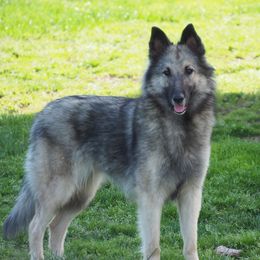 Via - Belgian Tervuren