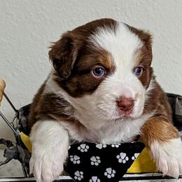 Australian Shepherd Puppies from Edge Farm LLC