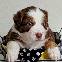 Australian Shepherd Puppies from Edge Farm LLC