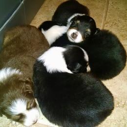 Australian Shepherd Puppies from Cornerstone Australian Shepherds