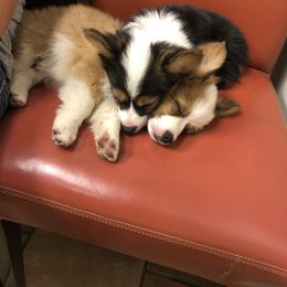 Pembroke Welsh Corgi Puppies from Davies Ranch Pembroke Welsh Corgis