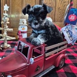 Holly - Black and silver female Miniature Schnauzer puppy in Fountain City, Indiana from Bearded Dynasty Schnauzers