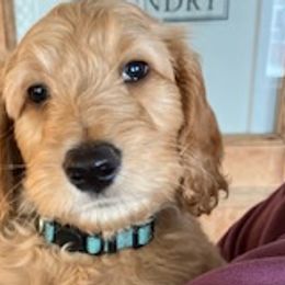 Wolfie - Goldendoodle puppy from Coppers Mountain Goldendoodles