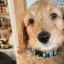 Wolfie - Goldendoodle puppy from Coppers Mountain Goldendoodles