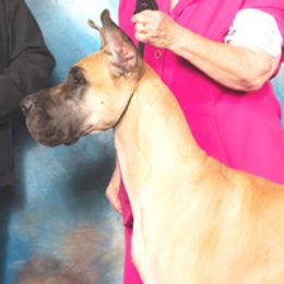 Patina - Great Dane