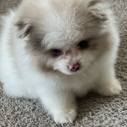 Creed - Chocolate merle male Pomeranian puppy in Brentwood, California from Royalpawpoms