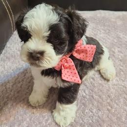 Raina - Parti female Miniature Schnauzer puppy in Graham, Washington from Kristy's French Bulldogs & Mini Schnauzers