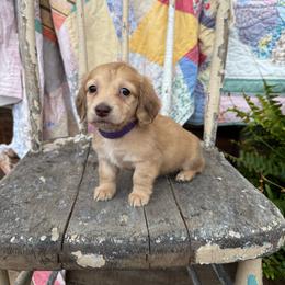 Lilac - Cream female Dachshund puppy in Cabool, Missouri from White Cottage Dachshunds