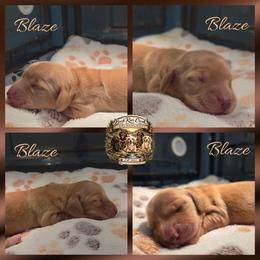 Blaze - Red male Dachshund puppy in Greenfield, Ohio from Buck Run Creek Dachshunds