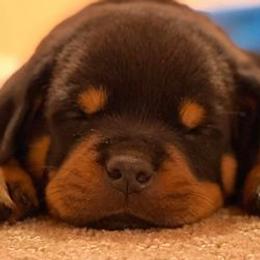Rottweilers from Rj Hackett