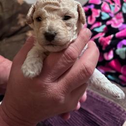 Zara - Cream female Poodle puppy in North Prince George, Virginia from ROYAL VISTA