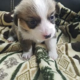 Pembroke Welsh Corgi Puppies from Kathy Ulrich
